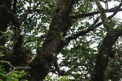 Conchidium braccatum